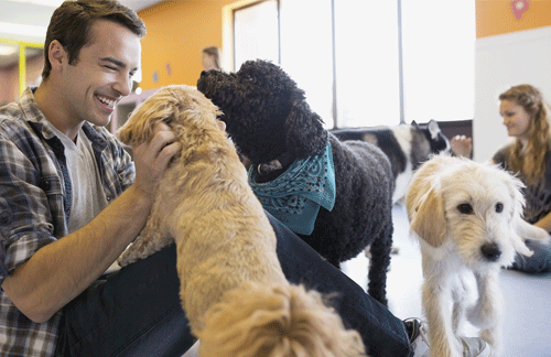 What is doggy day care?